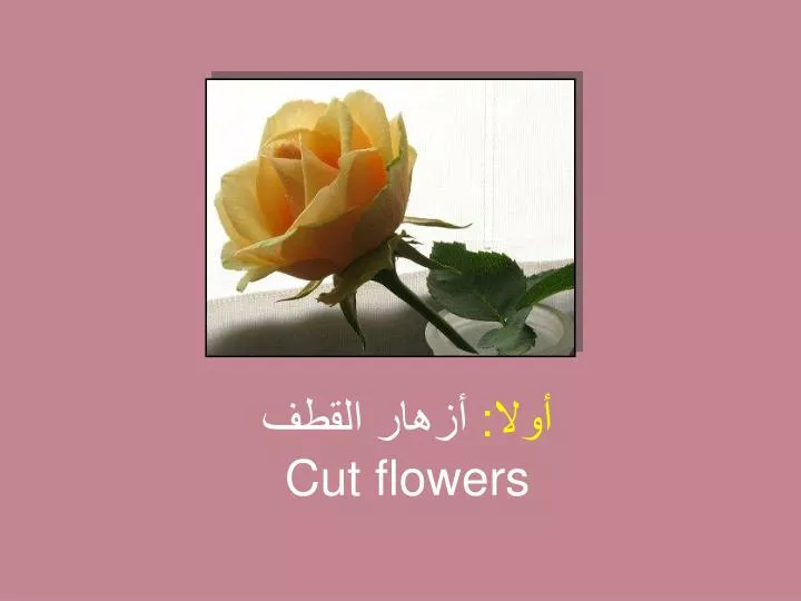 cut flowers