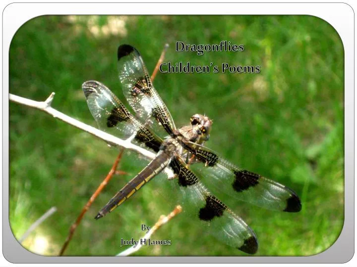 dragonflies children s poems