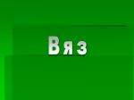 Вяз - slide 1