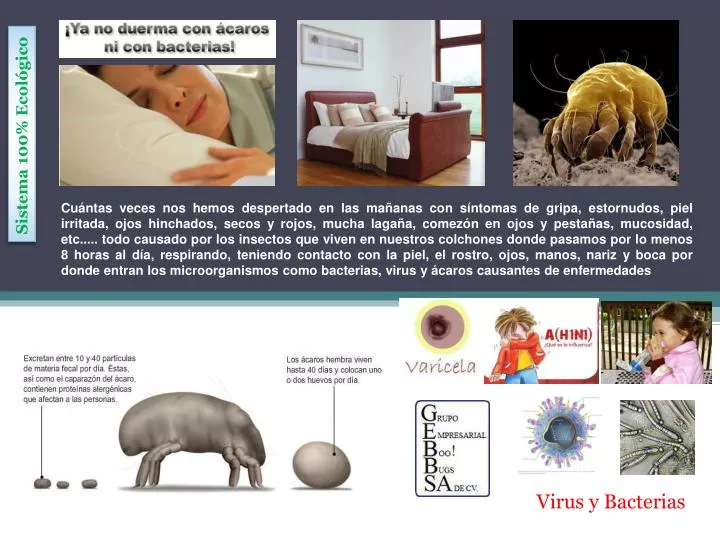 virus y bacterias