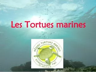 les tortues marines
