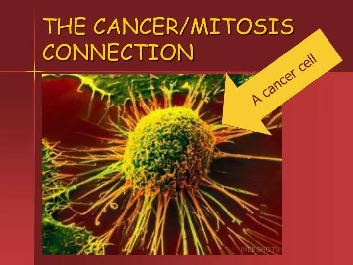 the cancer mitosis connection