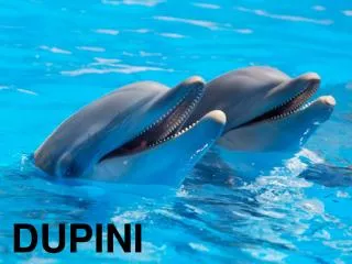 dupini