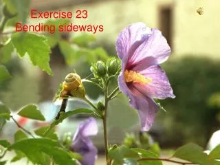 Exercise 23 Bending sideways