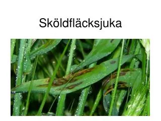 sk ldfl cksjuka