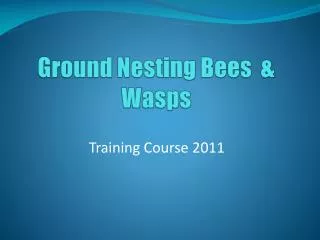 Ground Nesting Bees &amp; Wasps