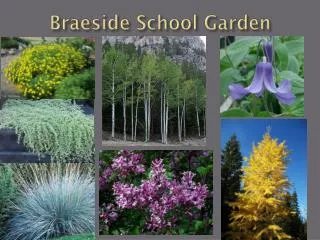 Braeside School Garden