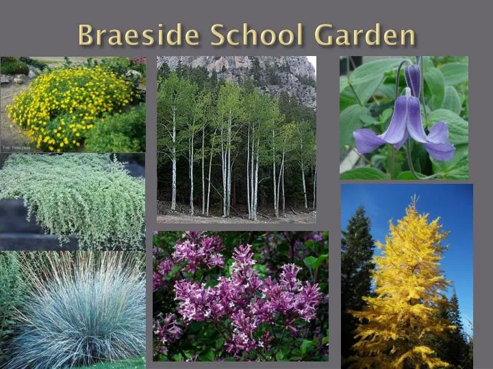 braeside school garden