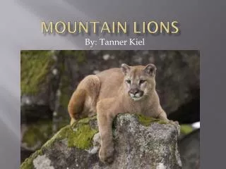 Mountain Lions