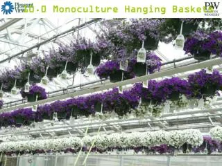 10.0 Monoculture Hanging Baskets