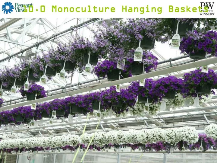 10 0 monoculture hanging baskets