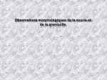 Observations morphologiques de la souris et de la grenouille - slide 1