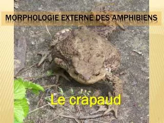 le crapaud