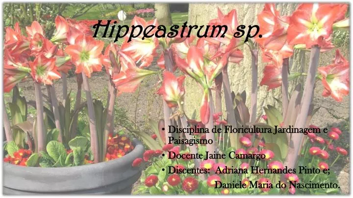 hippeastrum sp