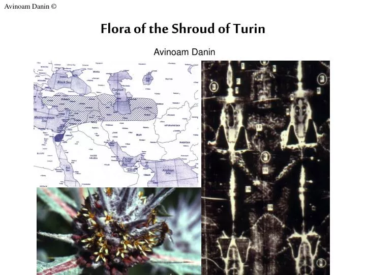 flora of the shroud of turin avinoam danin