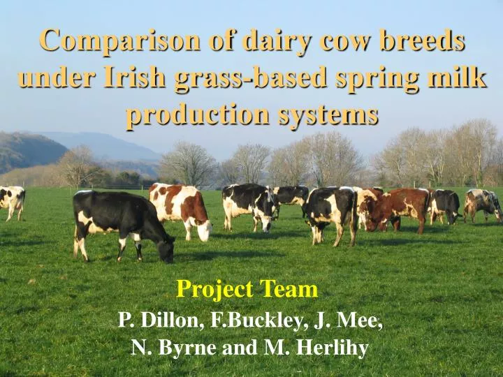 comparison of dairy cow breeds under irish grass based spring milk production systems