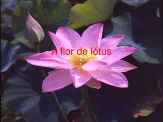 a flor de l tus
