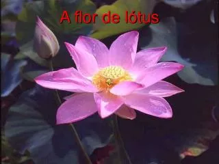a flor de l tus