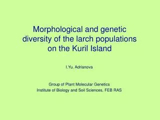 Morphological and genetic diversity of the larch populations on the Kuril Island