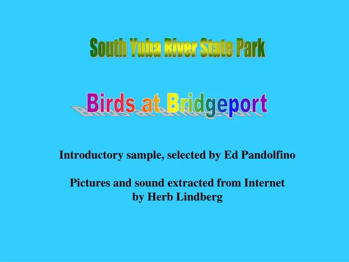 birds at bridgeport