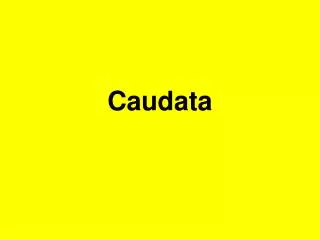 caudata