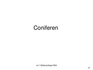 coniferen