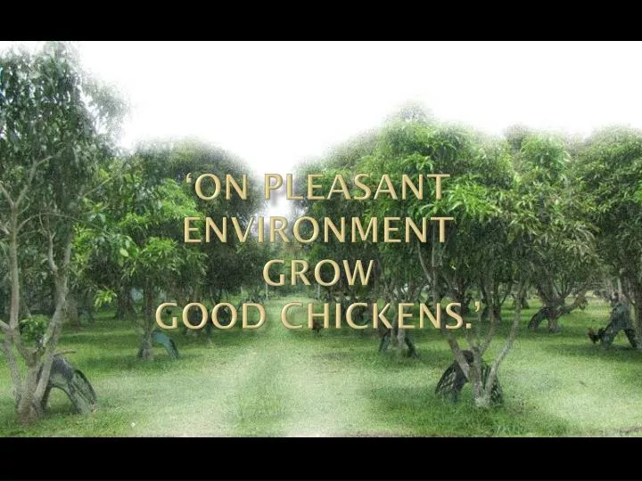 on pleasant environment grow good chickens