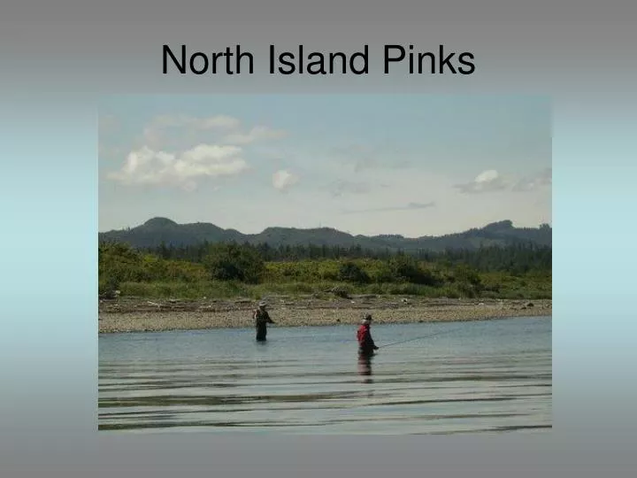 north island pinks