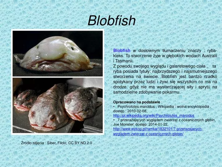 blobfish