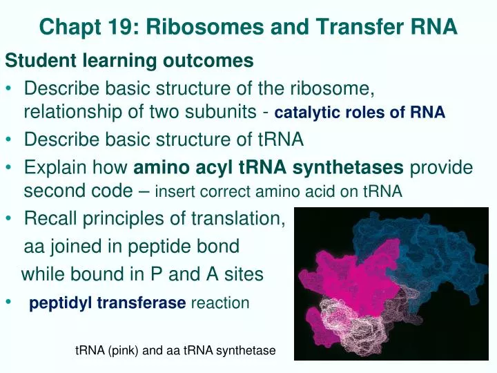chapt 19 ribosomes and transfer rna