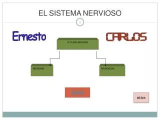 el sistema nervioso