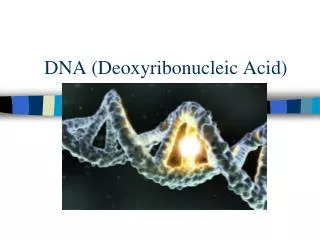 DNA (Deoxyribonucleic Acid)