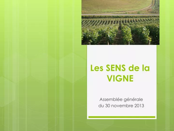 les sens de la vigne