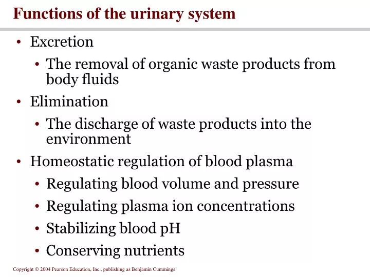 functions of the urinary system