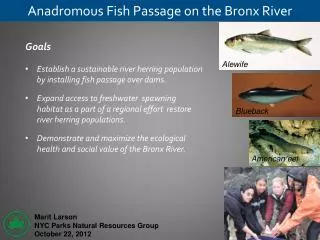Anadromous Fish Passage on the Bronx River