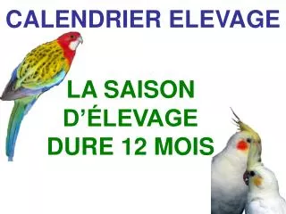 calendrier elevage
