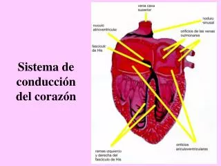 sistema de conducci n del coraz n