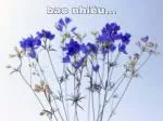 bao nhiêu... - slide 1