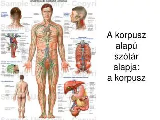 a korpusz alap sz t r alapja a korpusz