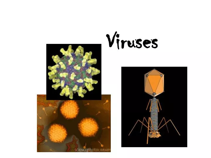 viruses