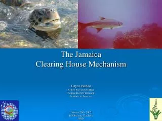 The Jamaica Clearing House Mechanism Dayne Buddo Senior Research Officer Natural History Division