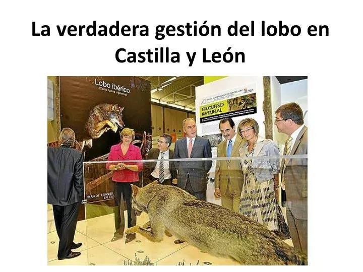 la verdadera gesti n del lobo en castilla y le n