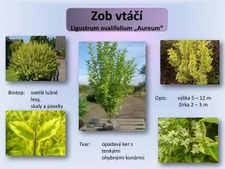 zob vt ligustrum ovalifolium aureum