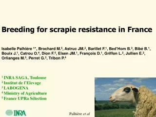 Breeding for scrapie resistance in France