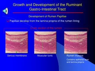 Growth and Development of the Ruminant Gastro-Intestinal Tract