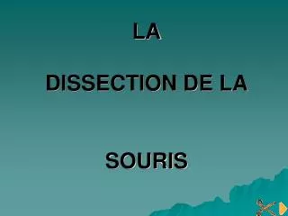 la dissection de la souris