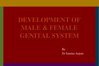 DEVELOPMENT OF MALE &amp; FEMALE GENITAL SYSTEM