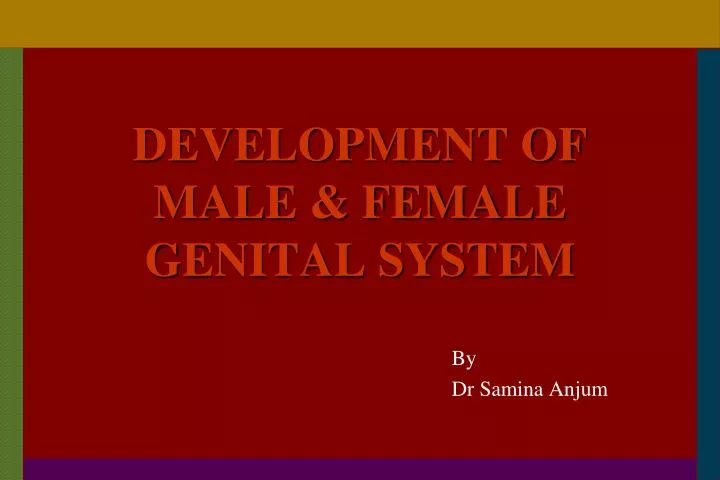 development of male female genital system