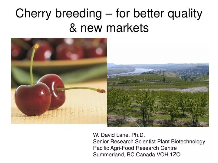 cherry breeding for better quality new markets
