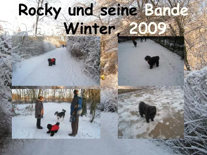 rocky und seine bande im winter 2009